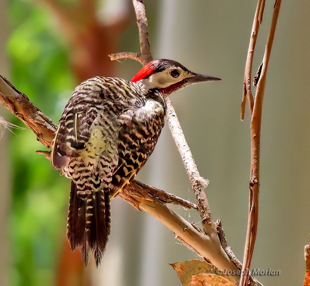 Green-barred Woodpecker - Joseph Morlan