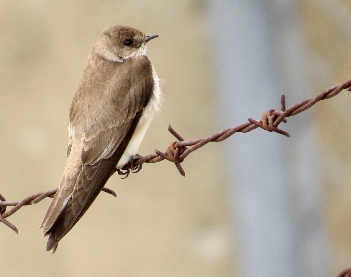 Northern Rough-winged Swallow - ML53934571