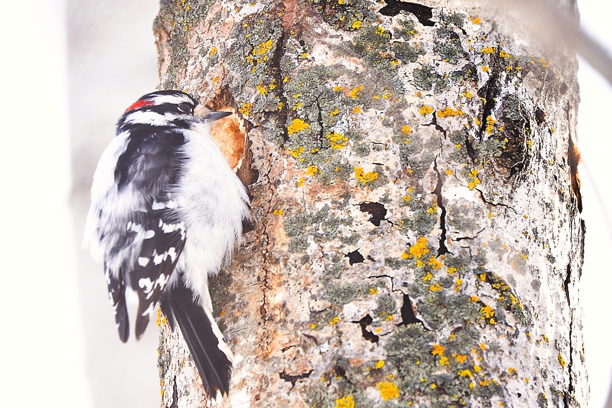 Downy Woodpecker - Asher  Warkentin