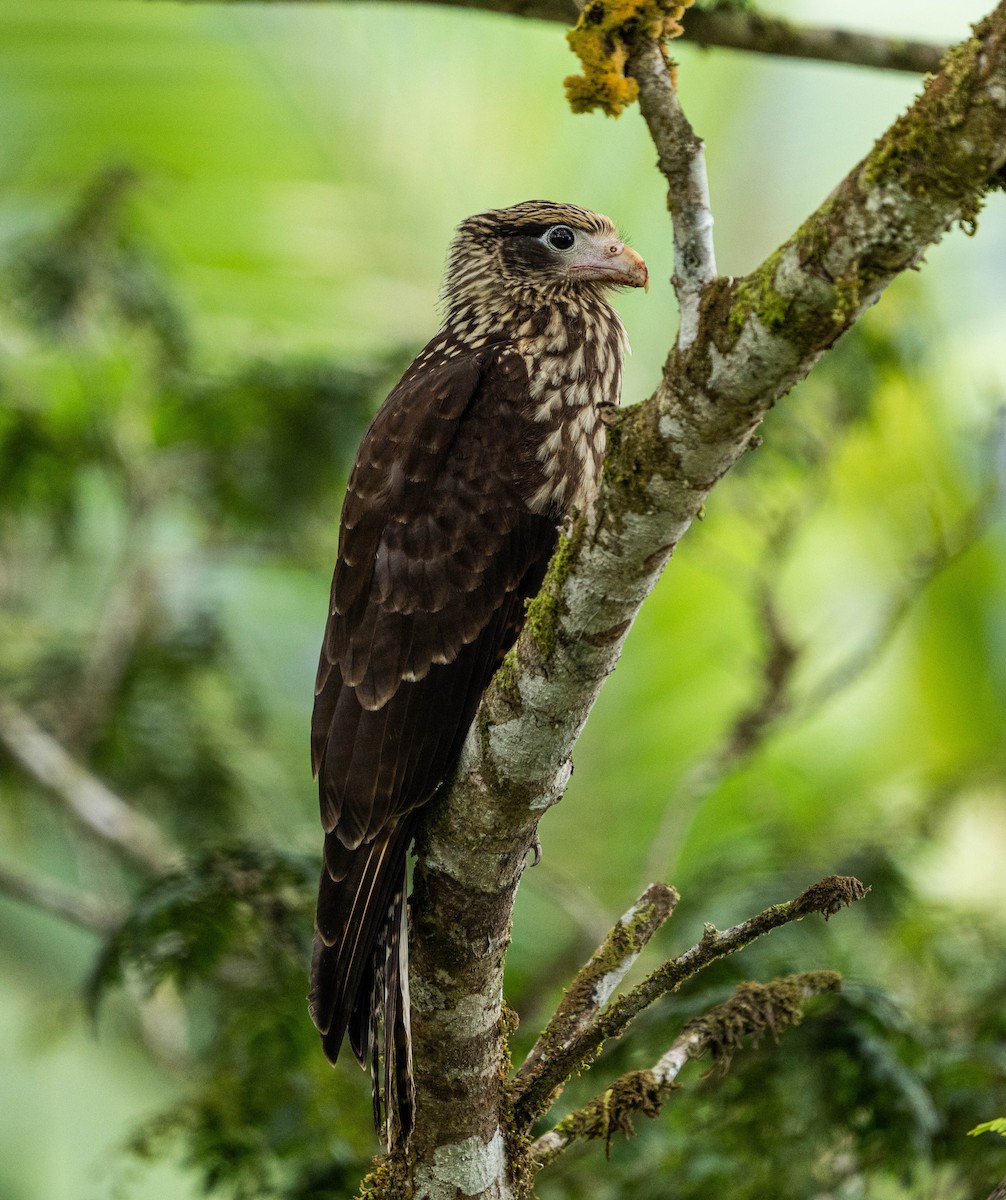 Ebird Checklist Feb Road Out Of Montezuma Species