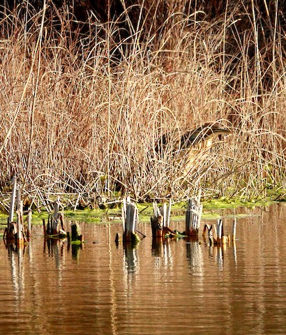 American Bittern - Kathleen Horn