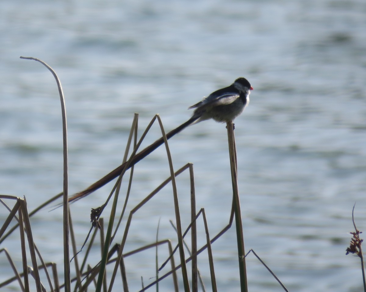 Pin-tailed Whydah - ML539356031