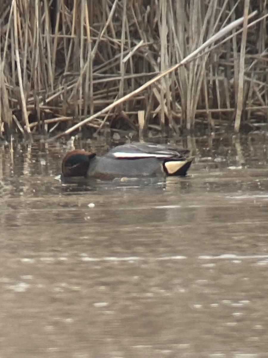 EBird Checklist - 25 Feb 2023 - Edwin B. Forsythe NWR--Wildlife Drive ...