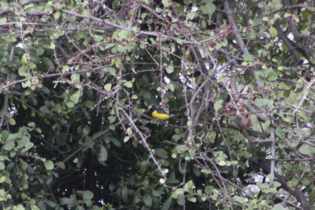 West Mexican Euphonia - ML539360651