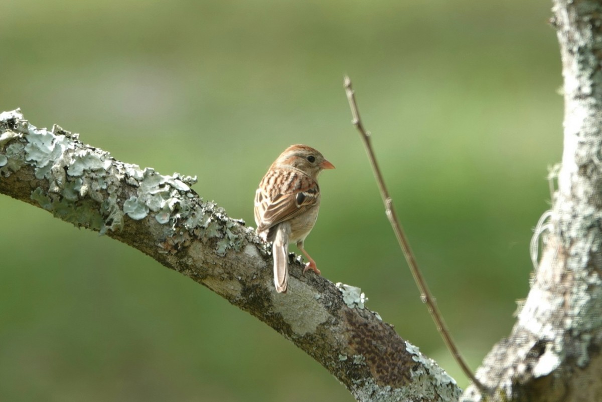 Field Sparrow - ML539362341