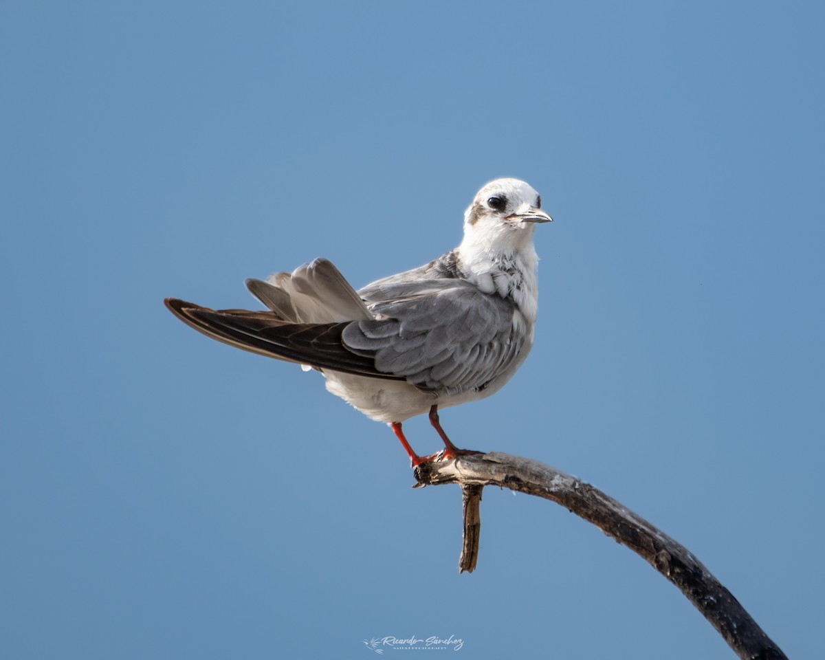 White-winged Tern - ML539369161