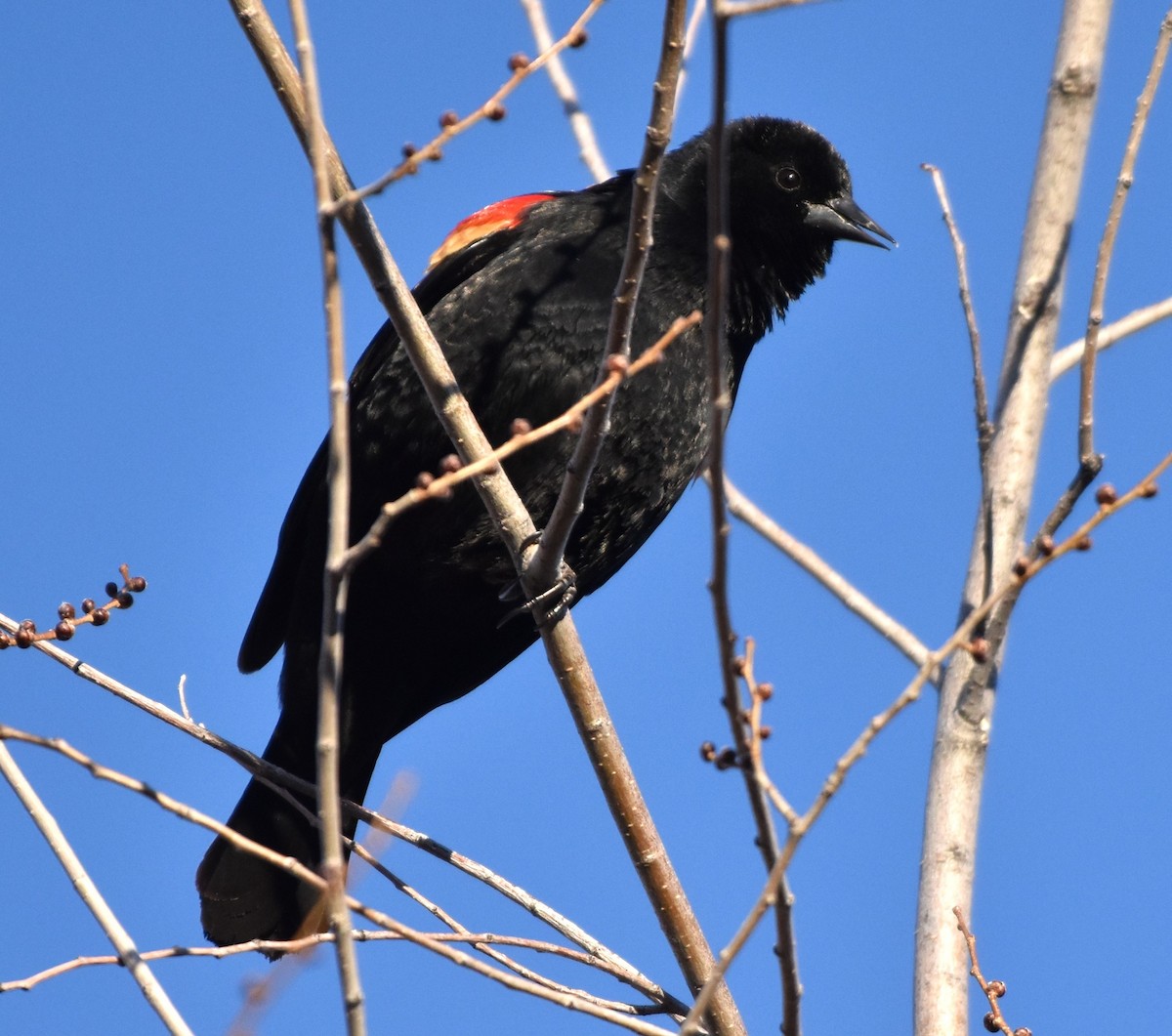 Red-winged Blackbird - ML539371911