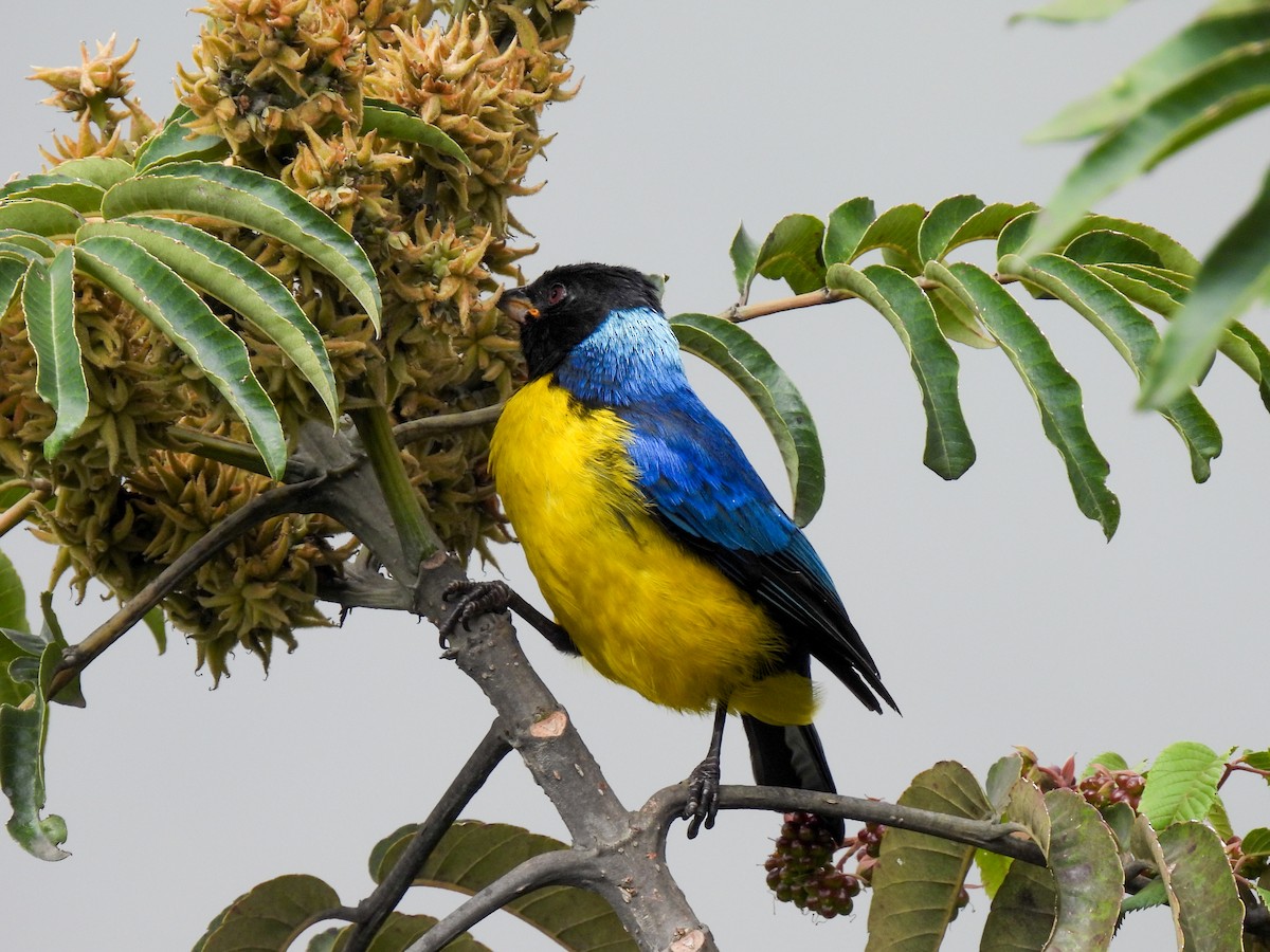Hooded Mountain Tanager - ML539372311