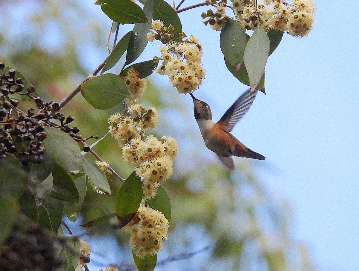 Allen's Hummingbird - Nick & Jane