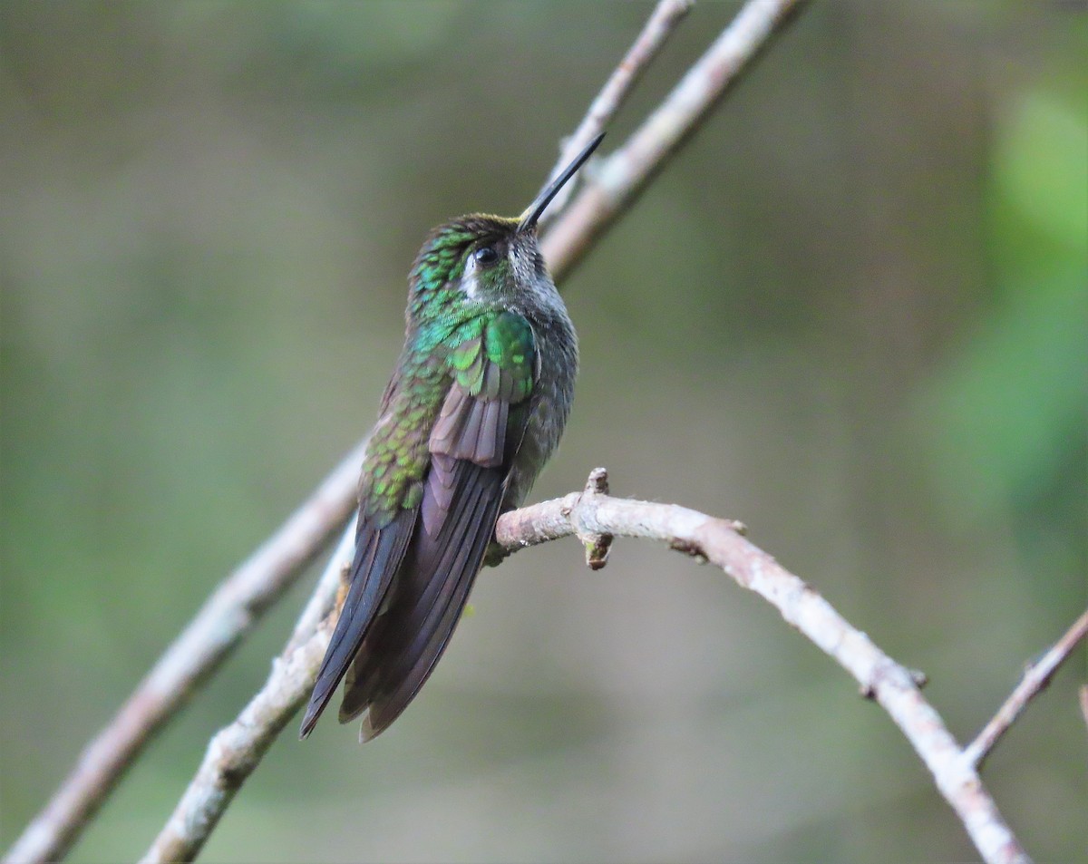 Green-breasted Mountain-gem - Alfonso Auerbach