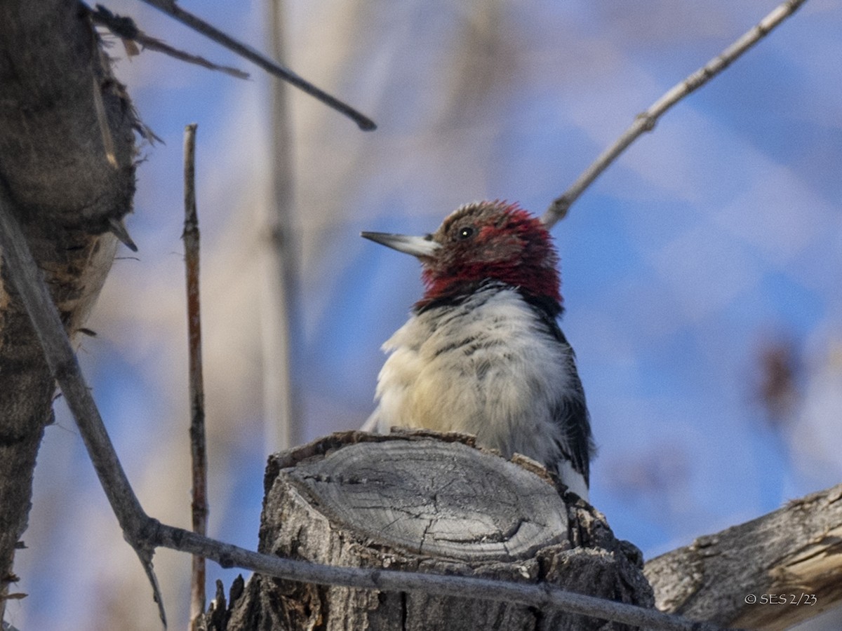 Red-headed Woodpecker - ML539376721