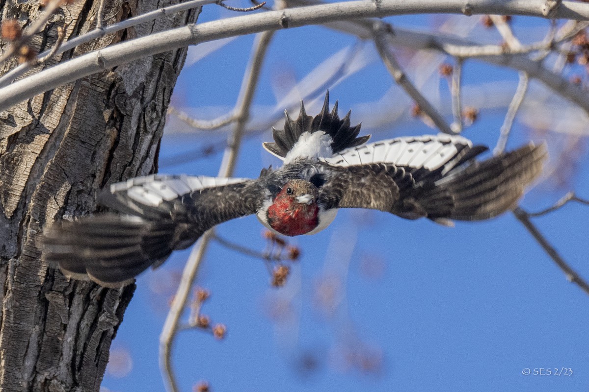 Red-headed Woodpecker - ML539376741