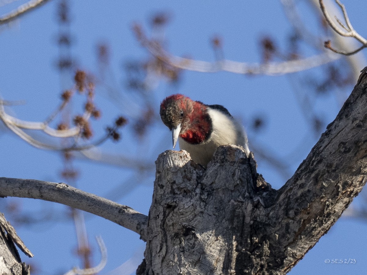 Red-headed Woodpecker - ML539376751