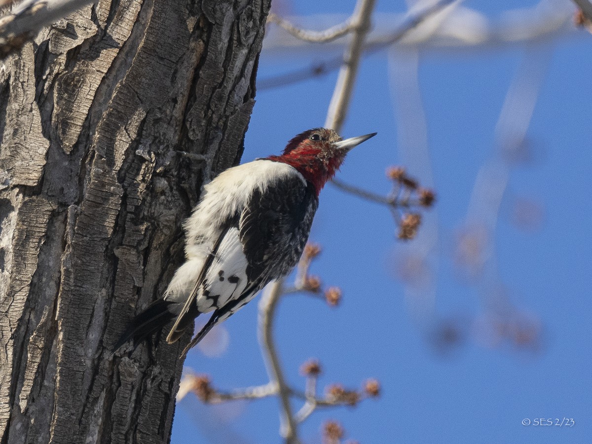 Red-headed Woodpecker - ML539376771