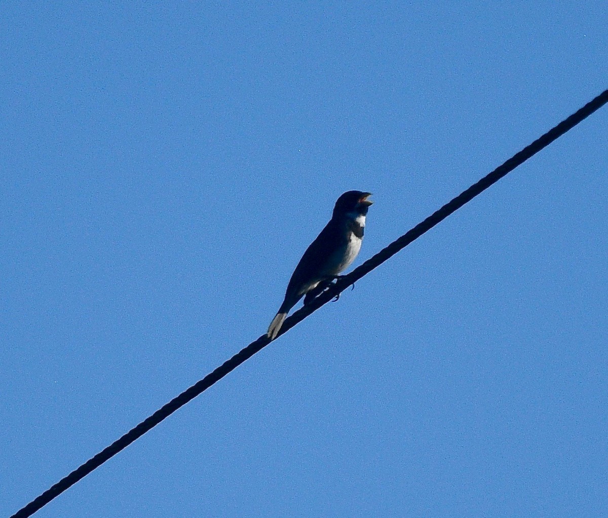 Double-collared Seedeater - ML539378521