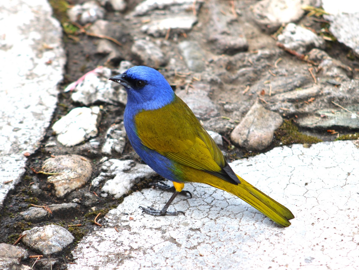 Blue-capped Tanager - ML539379081