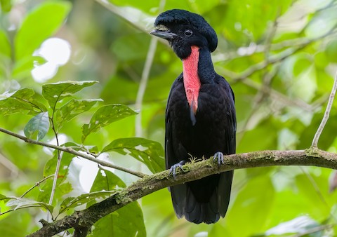 Photos - Bare-necked Umbrellabird - Cephalopterus glabricollis - Birds of  the World