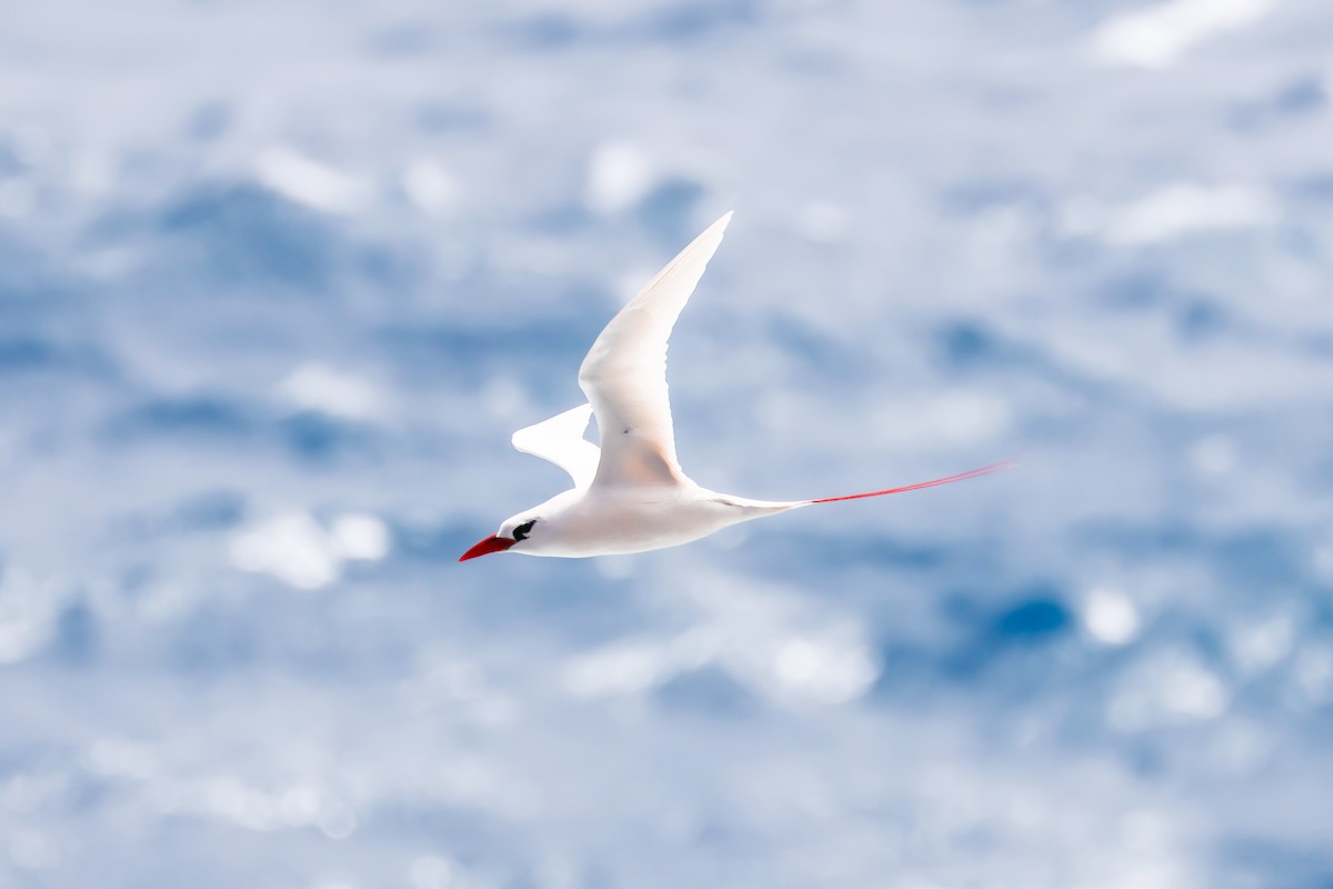Red-tailed Tropicbird - ML539389571