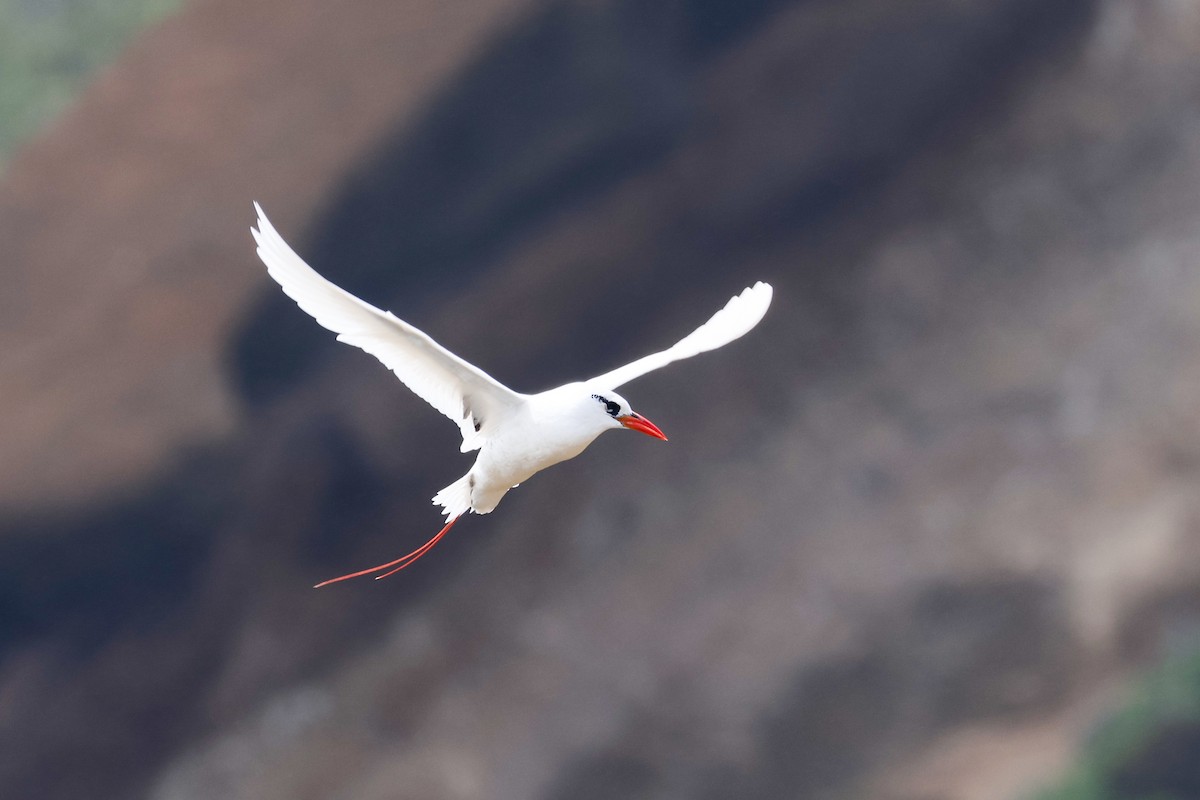 Red-tailed Tropicbird - ML539389581