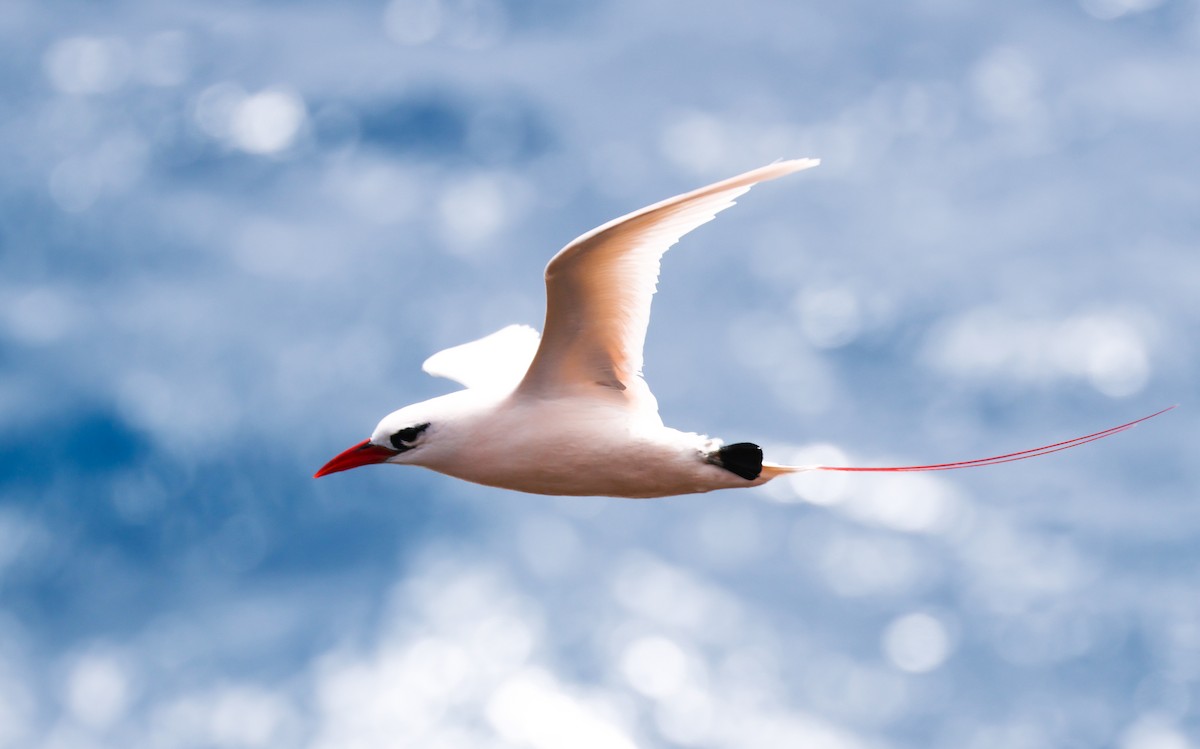 Red-tailed Tropicbird - ML539389591