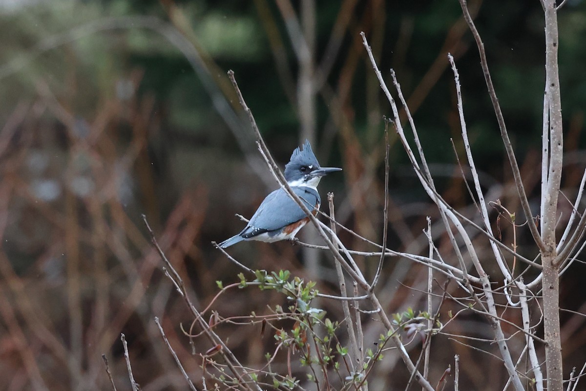 Belted Kingfisher - Yiming Qiu