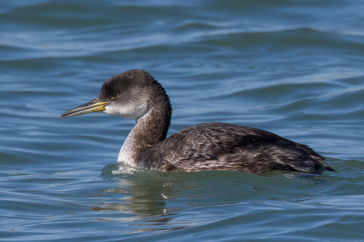 Red-necked Grebe - ML539398341