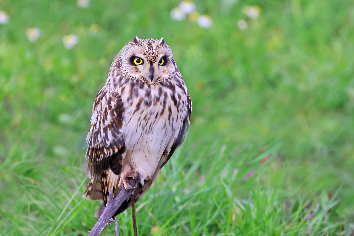 Short-eared Owl - ML539401411