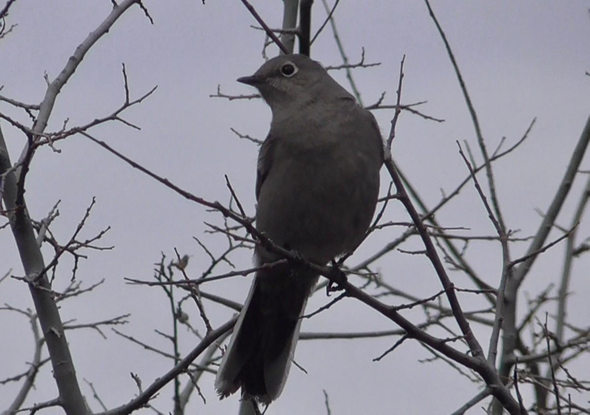 Townsend's Solitaire - ML539408111