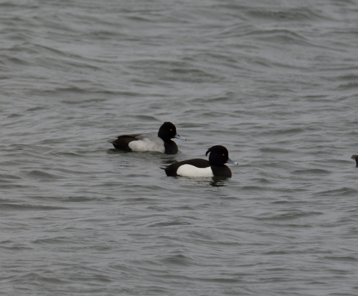 Tufted Duck - ML539409641