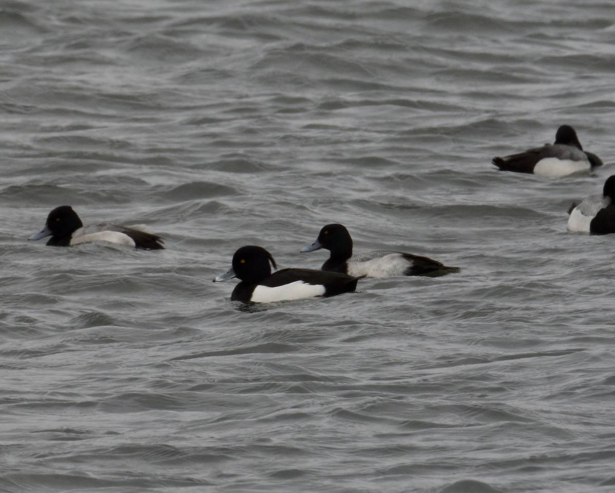 Tufted Duck - ML539410111