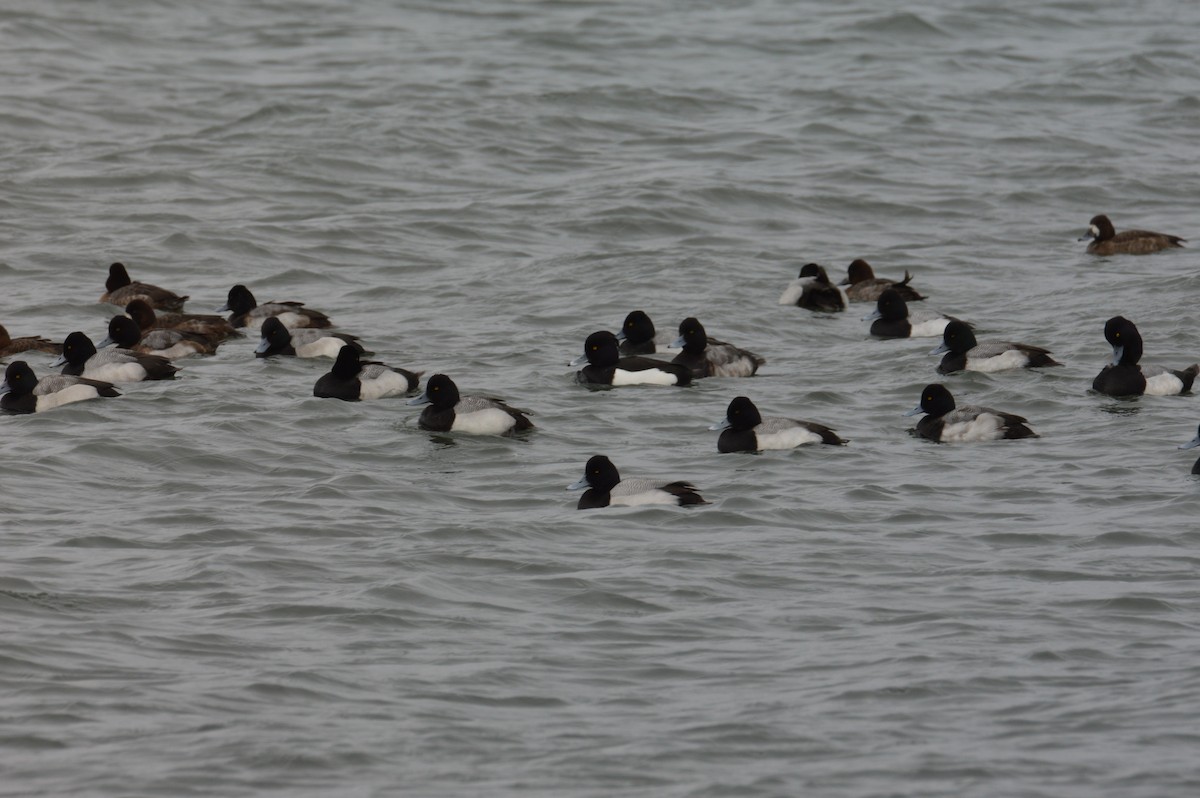 Tufted Duck - ML539410271