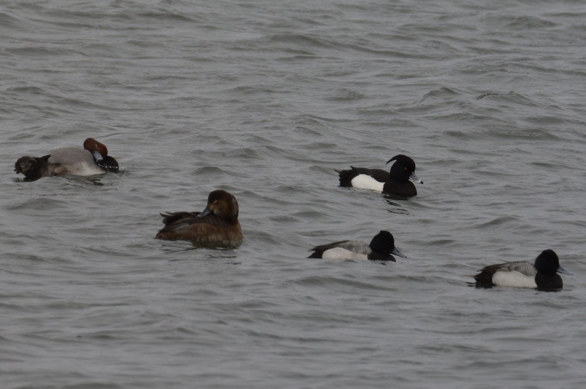 Tufted Duck - ML539410981