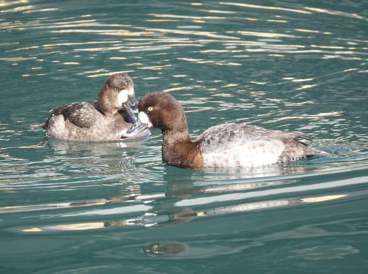 Greater Scaup - ML539412601