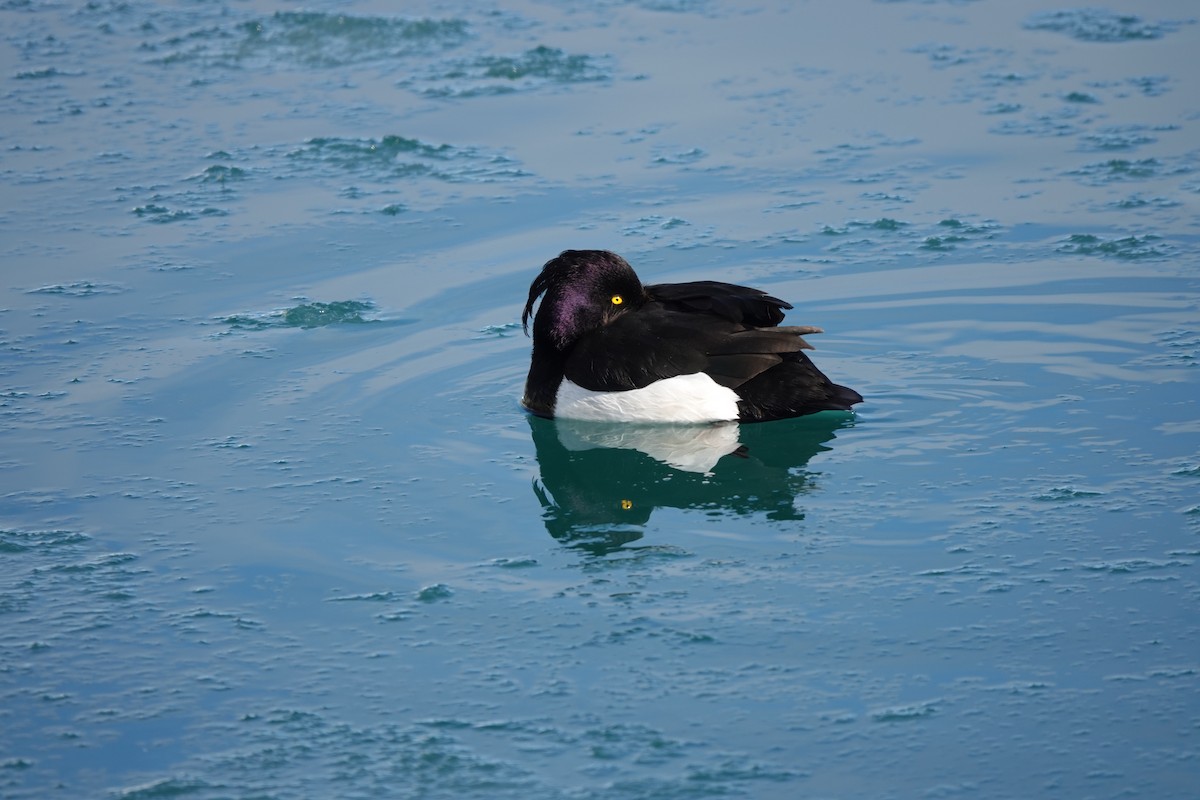 Tufted Duck - ML539412771