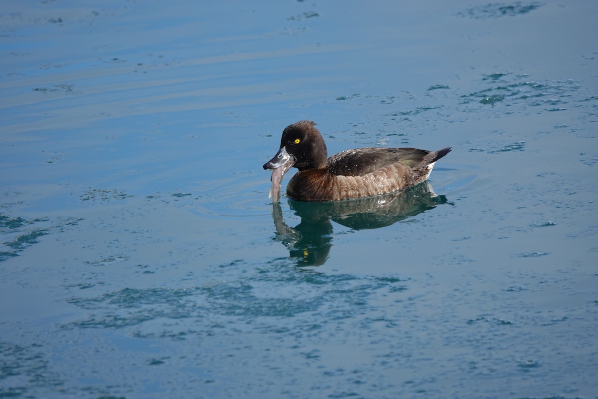 Tufted Duck - ML539412781