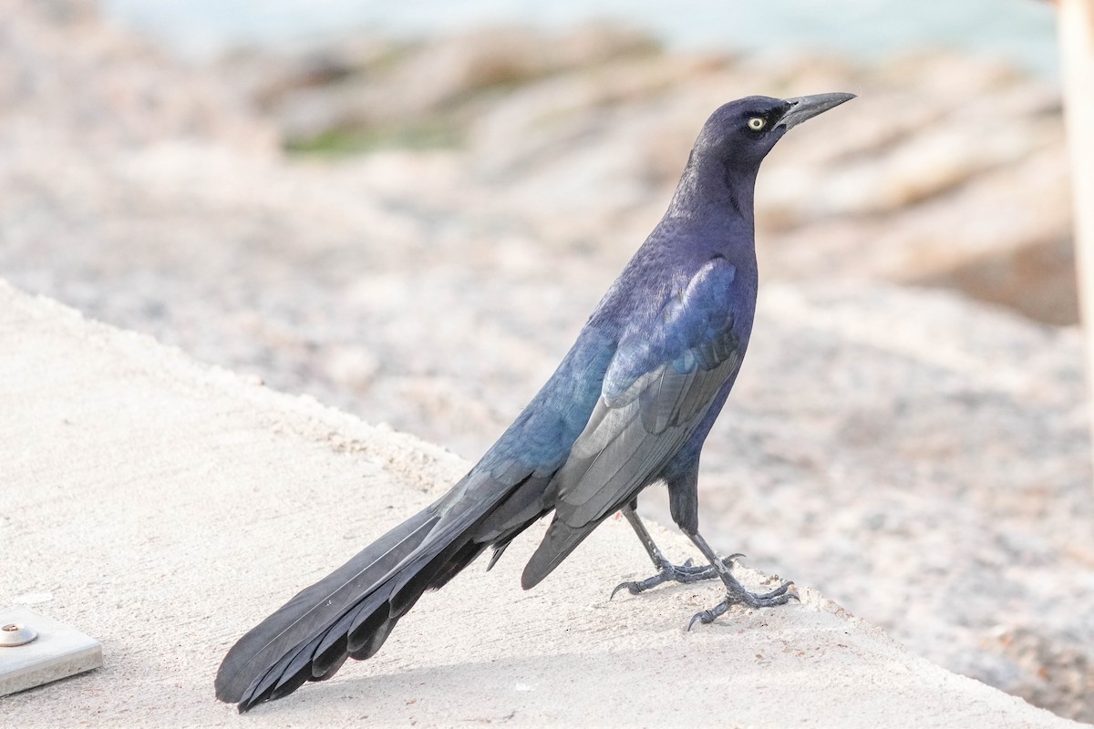 Great-tailed Grackle - ML539414631