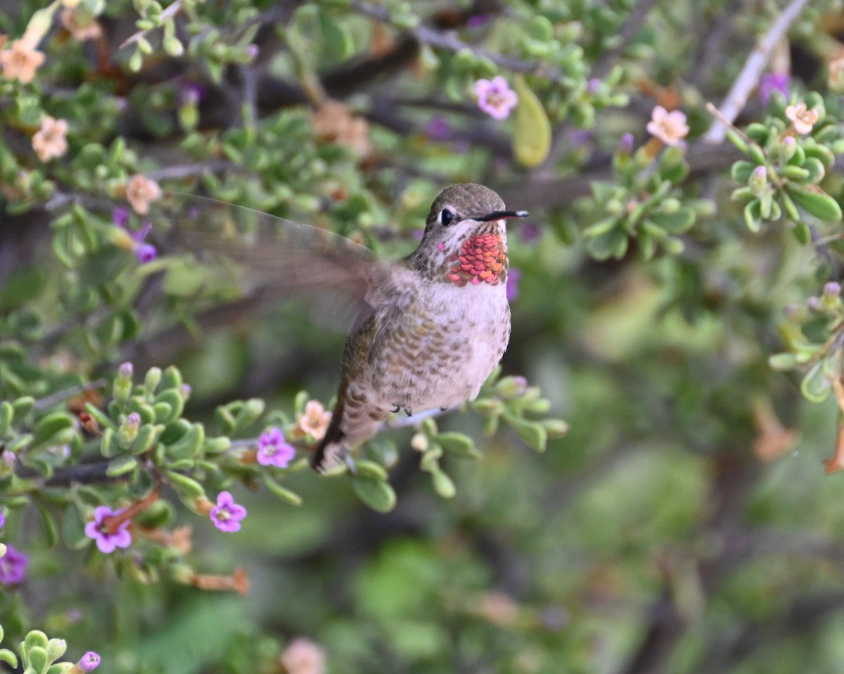 Anna's Hummingbird - ML539421161