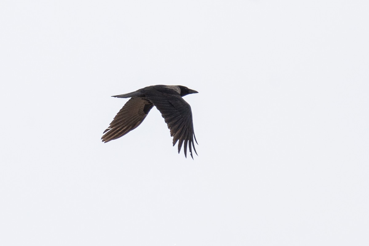 Carrion x Hooded Crow (hybrid) - ML539423921