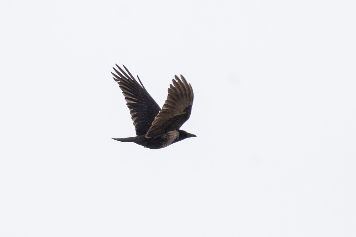 Carrion x Hooded Crow (hybrid) - ML539423931