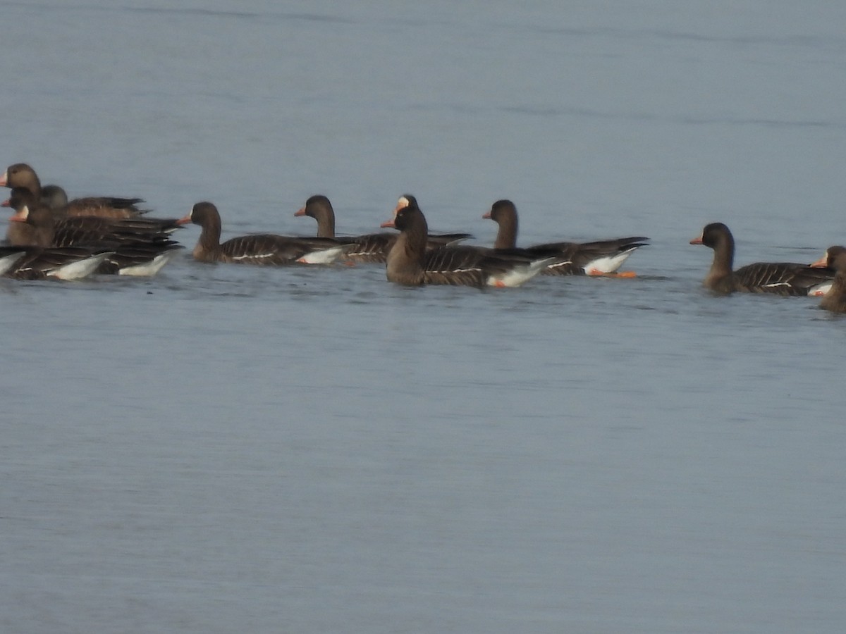 Greater White-fronted Goose - ML539423961