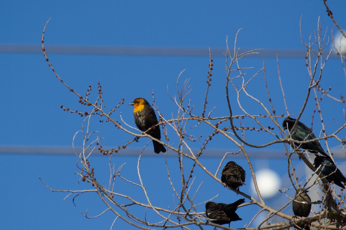 Yellow-headed Blackbird - ML539424211