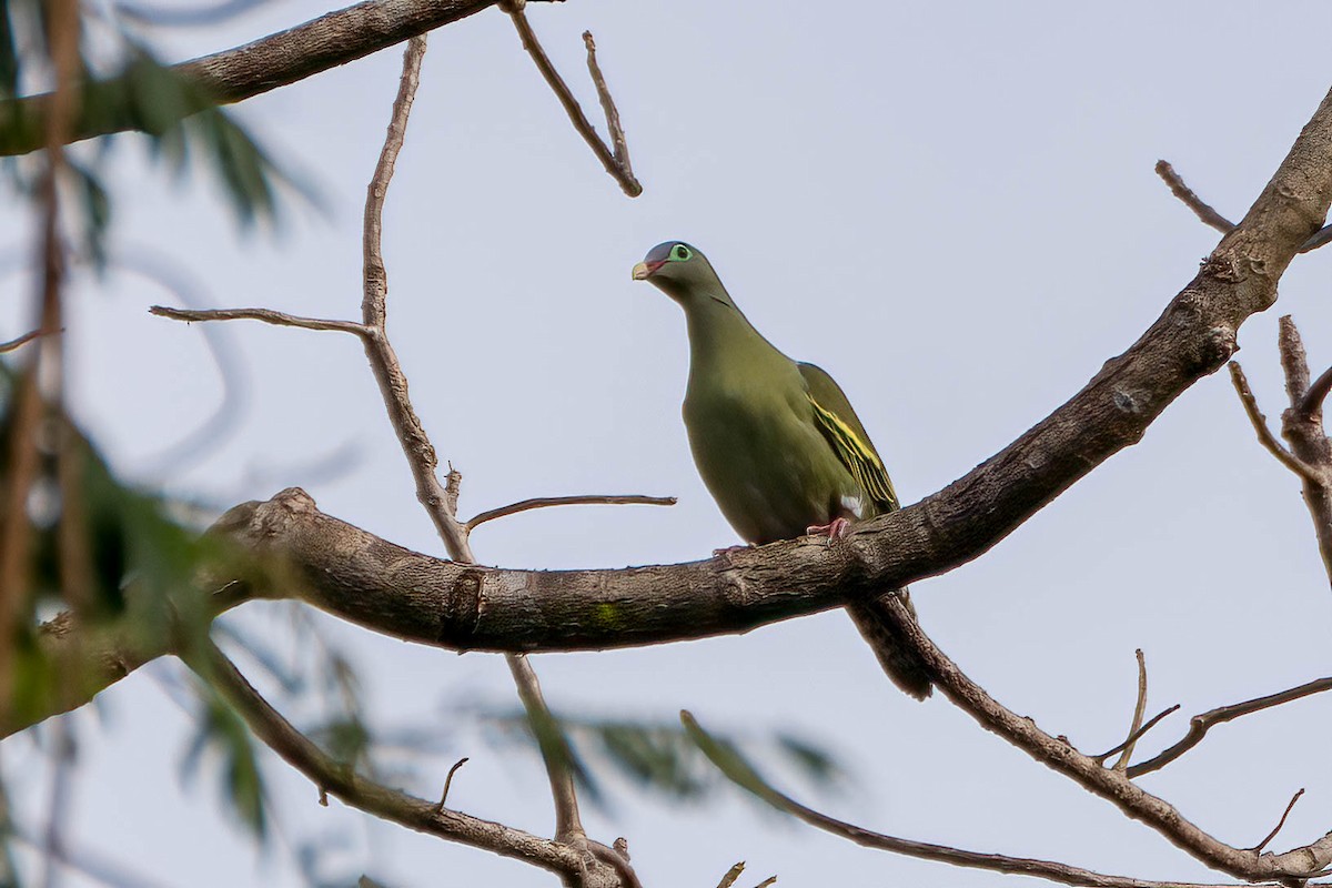 Thick-billed Green-Pigeon - ML539427761