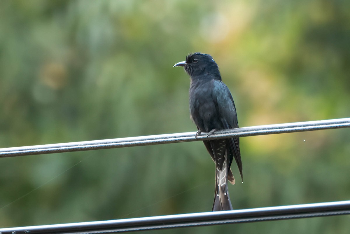 Square-tailed Drongo-Cuckoo - ML539427941