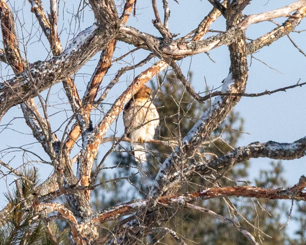 Red-shouldered x Red-tailed Hawk (hybrid) - ML539431091