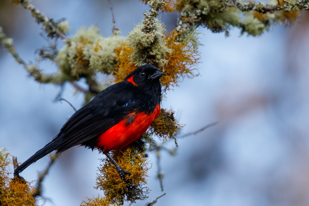 Scarlet-bellied Mountain Tanager - ML53943731
