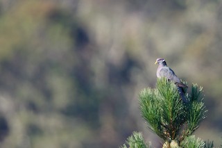 Band-tailed Pigeon, ML53943771