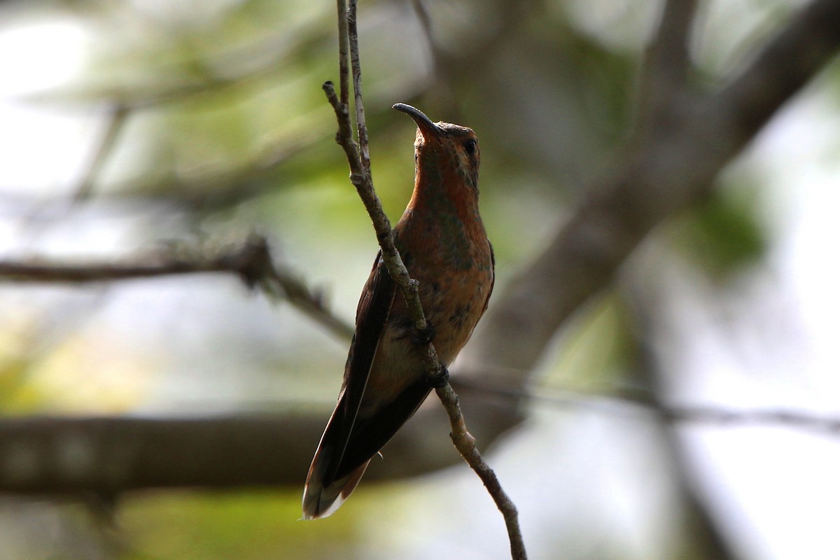 Rufous-breasted Hermit - ML53944441