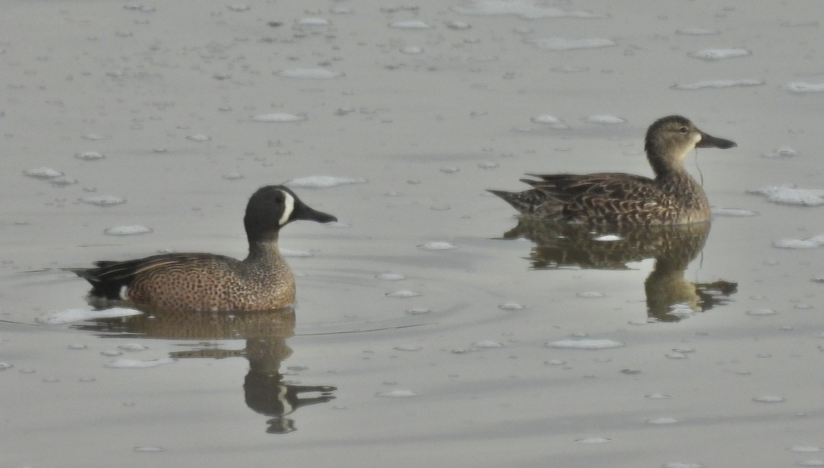 Blue-winged Teal - ML539449951