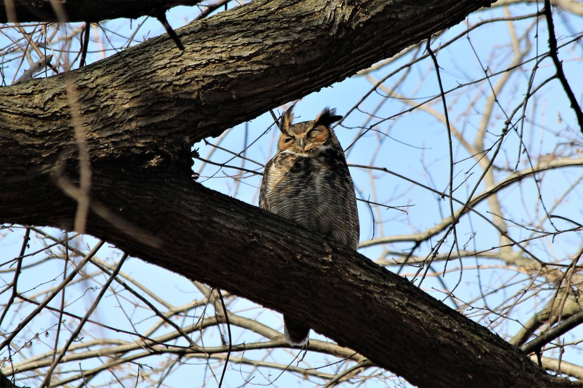 Great Horned Owl - ML53945411