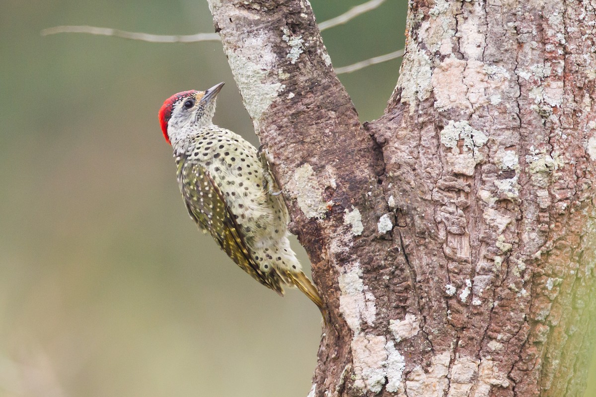 Green-backed Woodpecker - Jukka Jantunen